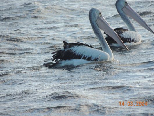 Pelicanes at Lake Colac