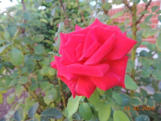 Rose in Rose Lifestyle Village