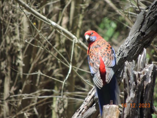 Rosella