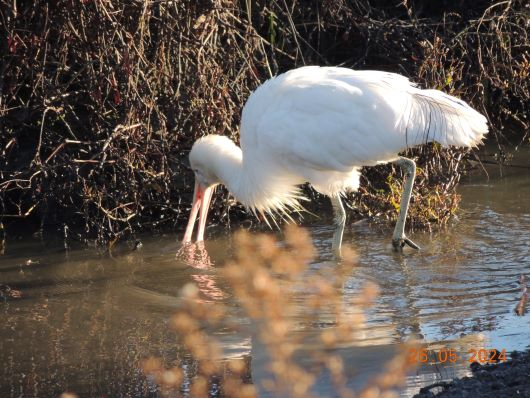 Spoonbill