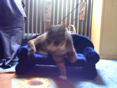 Ein Kater wird wach und beginnt sich durchs Leben zun k&auml;mpfen