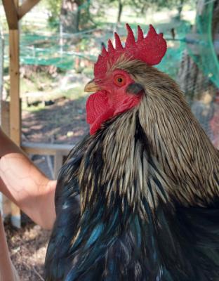 Caruso, ein ganz toller, archaischer Mann, der alles richtig macht. Er darf auch