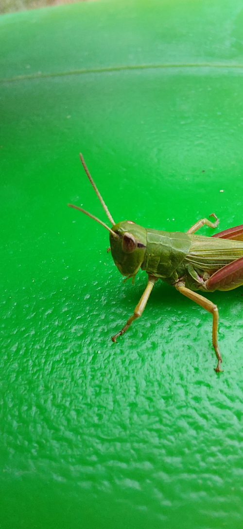 Gregor auf der Gie&szlig;kanne.
