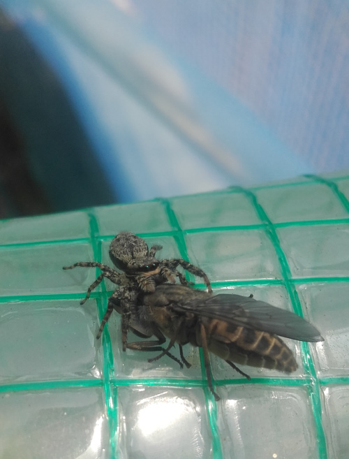 spiderino spiderino