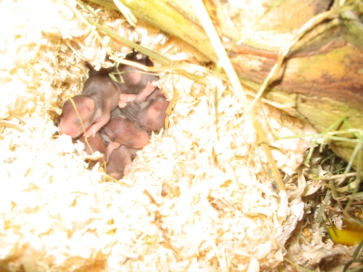 Hamsternachwuchs: 9 kleine Wuschel...!