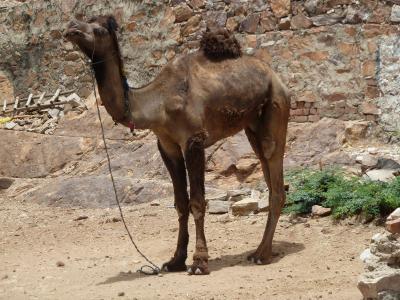 camel