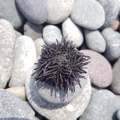 Seeigel, Miraflores
