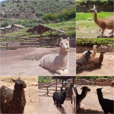 Lamafarm