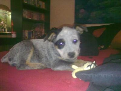 Meine kleine Luca<br />
- 8 Wochen alt