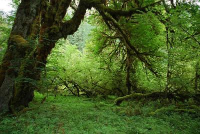 Perfektes Wetter um durch den Wald zu laufen. Manchmal sieht es da doch immer mehr eher aus, wie auf einem Schlachtfeld. Schon schade..aber es gibt einen Unterschied. Der Wald lebt noch. 