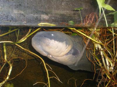 h&auml;ssliche Tiere