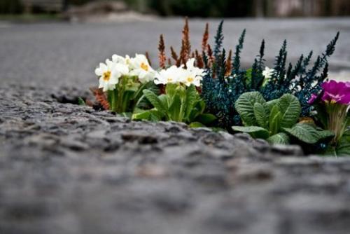 schlagloch blumenbeet schlagloch blumenbeet