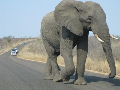 Elefant im Laufschritt aufs Auto zukommend