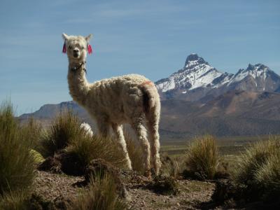 Wanderung im Sajama