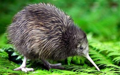 New Zealand: Fauna of New Zealand - the most popular animals