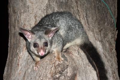 Possum Possum
