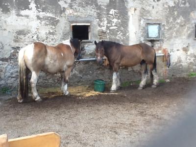Unsere Reitpferde