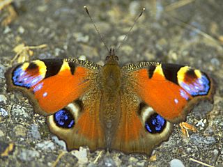 Schmetterling von oben...