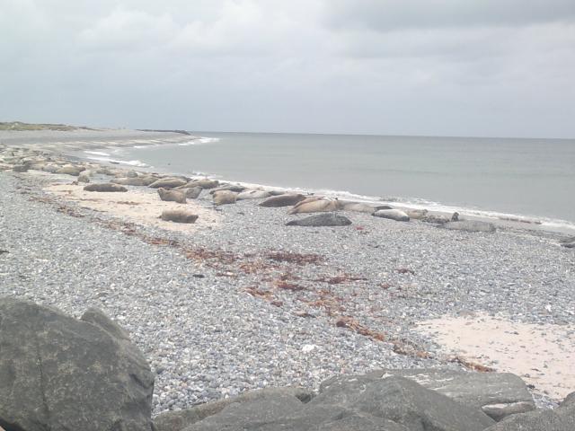 Robben auf Helgoland