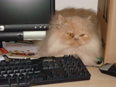 Ernie muss immer dabei sein. Auch bei der Arbeit im Büro. Ernie muss immer dabei sein. Auch bei der Arbeit im Büro.