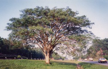 Einsam setehender Baum 