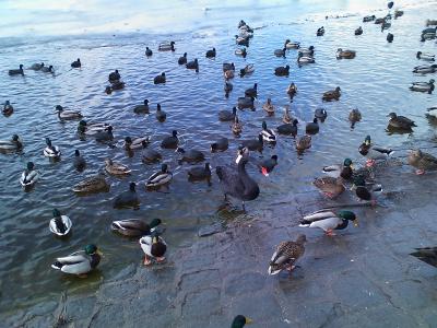 Schwarzer Schwan in Tegel