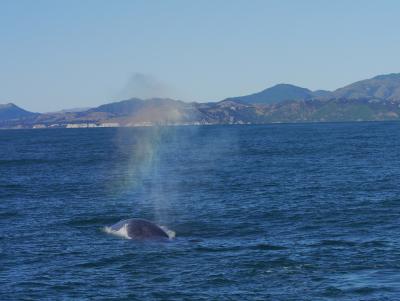 Whale
