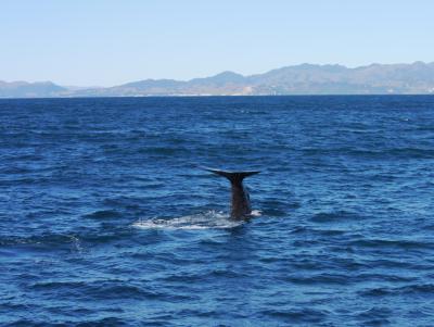 Whale 2