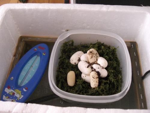 Ein ganzer Haufen Überraschungseier! Ein ganzer Haufen Überraschungseier!