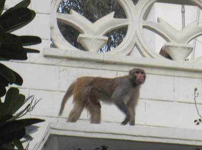 Affe auf dem Weg zur Dachterasse