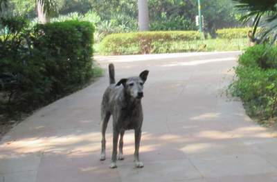 Einer der vielen Hunde in den Lodhi Gardens.