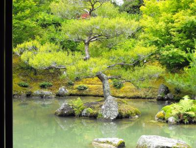 ein Baum im Teich des japanischen Gartens, der Frieden war unglaublich... ein Baum im Teich des japanischen Gartens, der Frieden war unglaublich...
