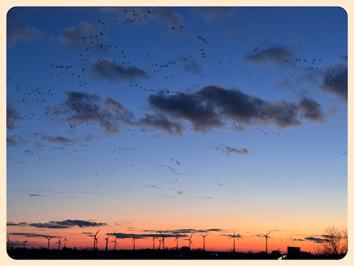 Abendhimmel mit Vogelschwärmen 