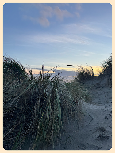 Abendstimmung in den Dünen  Abendstimmung in den Dünen
