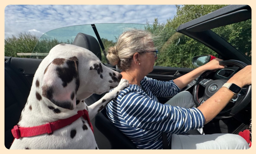 Der Hund fährt Auto 