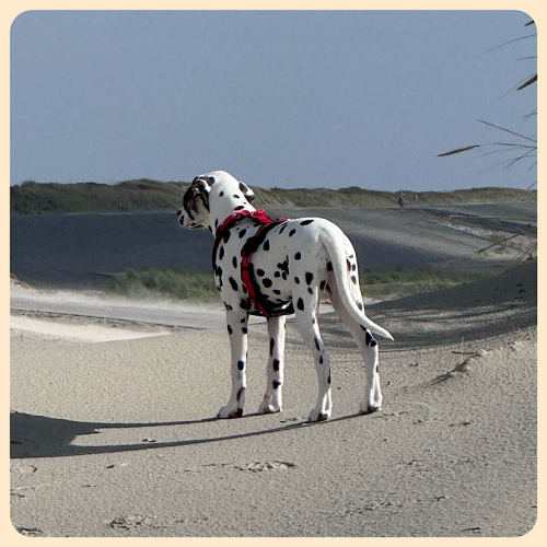 Bixa am Strand 