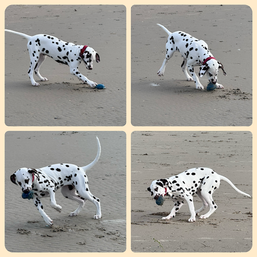 der Hund spielt mit einer Nesselqualle der Hund spielt mit einer Nesselqualle