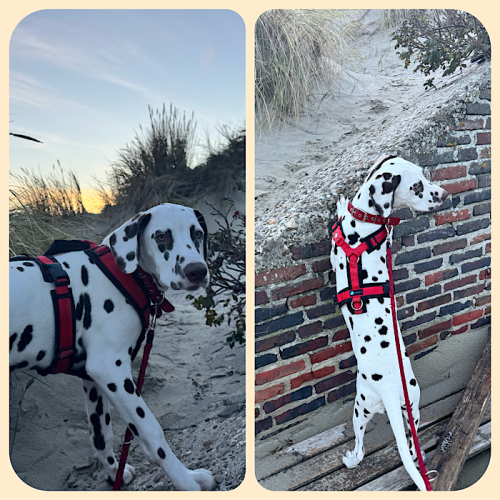 Bixa erkundet die Randdünen Bixa erkundet die Randdünen