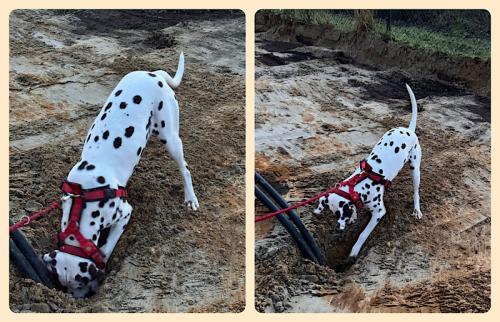 Bixa vergrößert das Bohrloch Bixa vergrößert das Bohrloch