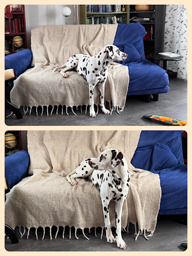 Bixa sitzt nicht auf dem Sofa