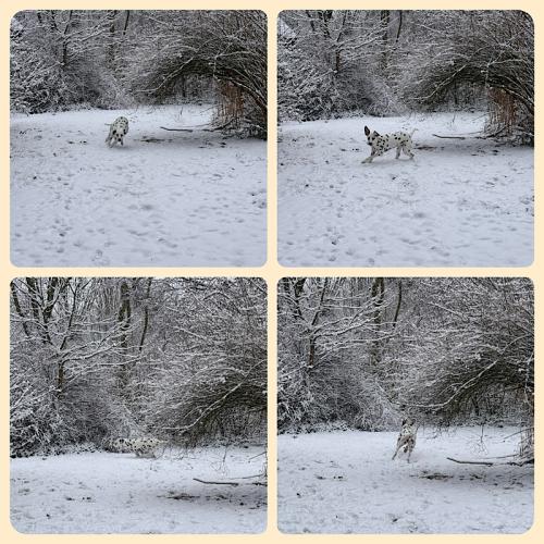 Bixa tobt im Schnee Bixa tobt im Schnee