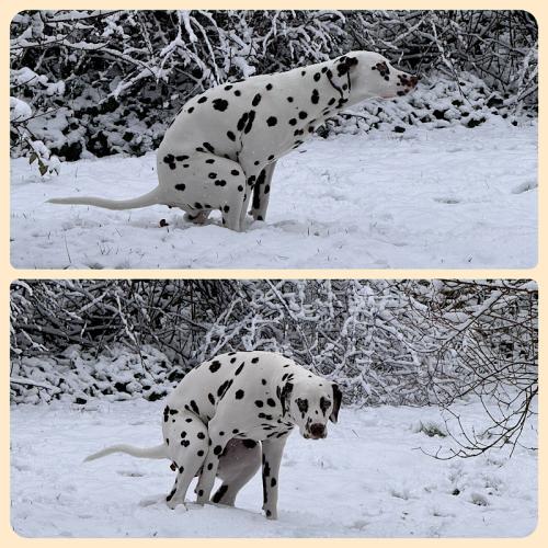 Bixa kackt Bixa kackt