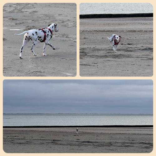 Bixa kann endlich wieder &uuml;ber den Strand rasen