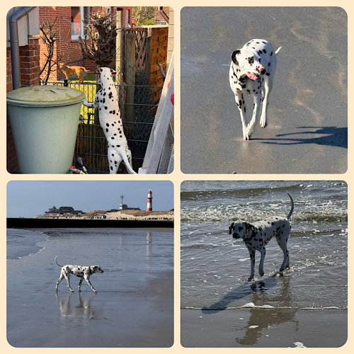 Bixa am Strand und am Zaun