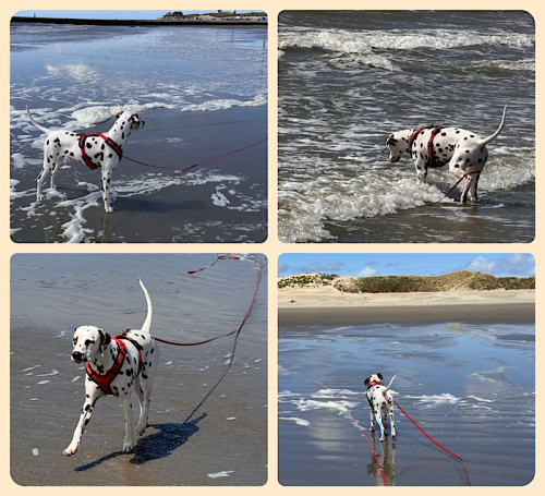 Bixa am Strand 