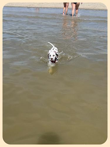 Bixa geht schwimmen Bixa geht schwimmen