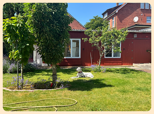 Der Hund wartet beim Onkel im Garten und sieht sehr dekorativ aus 