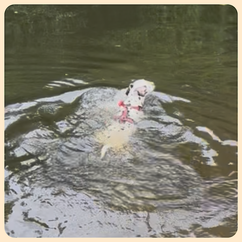 Bixa schwimmt