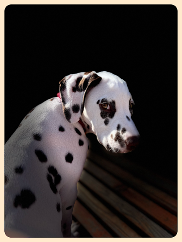 Hunde-Starportrait