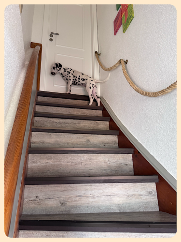 Hund auf Treppe vor verschlossener Tür Hund auf Treppe vor verschlossener Tür
